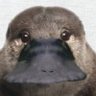 Profilbild von シェルズレイ