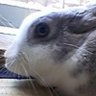 しよきaないし 的头像