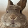 やんごま 的头像