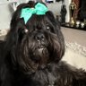 Ann Ferguson's profile picture