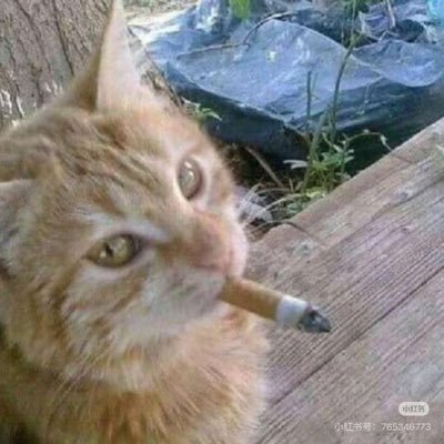 ZaoDao11775's profile picture