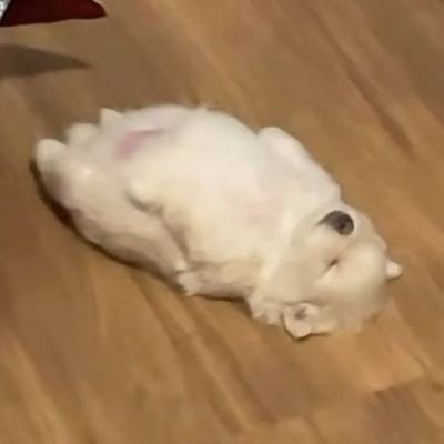 말랑's profile picture