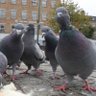The Dublin Pigeon profil fotoğrafı