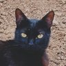 Profilbild von Mikami