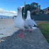 Hironeko profil fotoğrafı