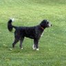 Nyla the dog 的头像