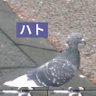 ハト profil fotoğrafı