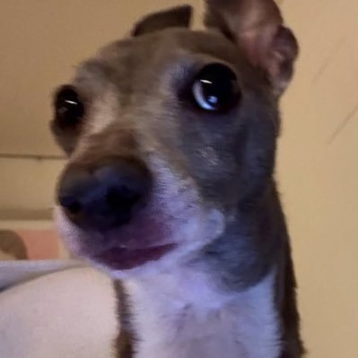 io - ✨🍋🍸's profile picture