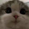 🧚‍♂️ profil fotoğrafı