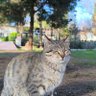 Han profil fotoğrafı