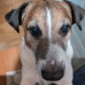 ジュン 🐶🐾はピ―スです。 profil fotoğrafı