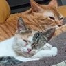 なると ちくわ もんじろう だるま profil fotoğrafı
