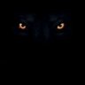 EL~kruizer's profile picture