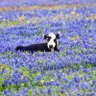 bluebonnetdem💙🐾 的头像