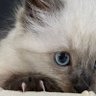 Kimba profil fotoğrafı
