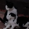 PattieCha. profil fotoğrafı