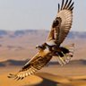 TharHawk's profile picture