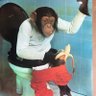 macaco mentiroso profil fotoğrafı