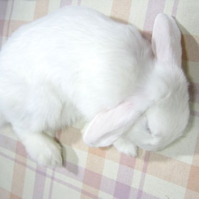 r8pebunny77's profile picture