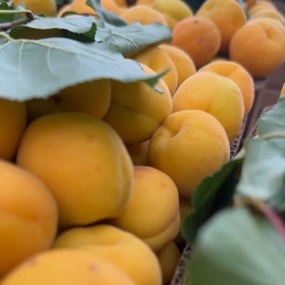Taif_Fruit's profile picture
