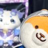 Profilbild von サトウ