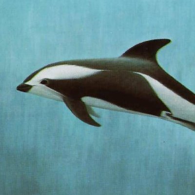 onrusonrus's profile picture