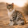 صمت 🏜️ الصحراء's profile picture