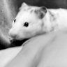 鬼火's profile picture