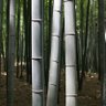 Фото профиля bamboo