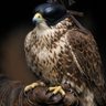 Фото профиля أبو النشمي 🇯🇴 الصقر 🦅