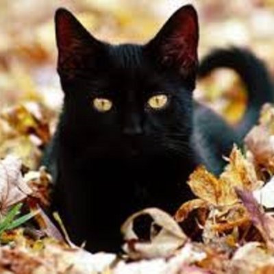 CeeBee_CeeBee's profile picture