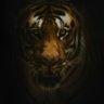 chigger777's profile picture
