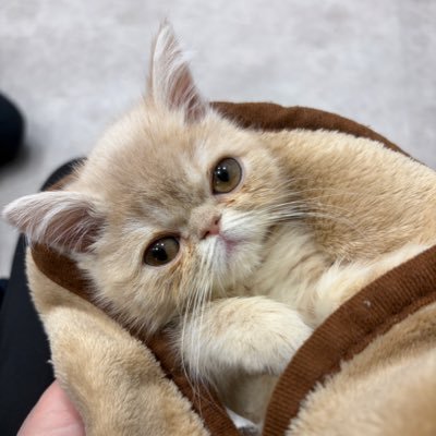 𝚄𝚜𝚊𝚖𝚒𝚖𝚒's profile picture