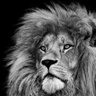 IslahMedya's profile picture