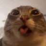 Profilbild von meow