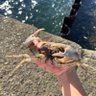 また海行きたい profil fotoğrafı