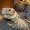 Фото профиля Reptile Rescue