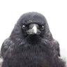 Juneau profil fotoğrafı