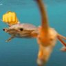 PunchCrab's profile picture