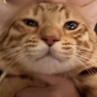 ɢᴀʙʙʏ Big 11 defender🐾's profile picture