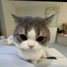 Profilbild von Miww_qx