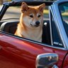 Фото профиля 柴犬
