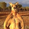 Profilbild von CerebralFlames