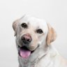Фото профиля DOGACTIVE🐶🐕🐩🦮