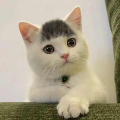 cats 🐈's profile picture