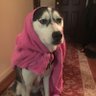 SirNse's profile picture