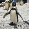 しろくまピース 的头像