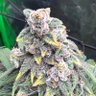 Profilbild von Henry the Bud Blazer