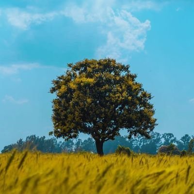Ruha Temas's profile picture