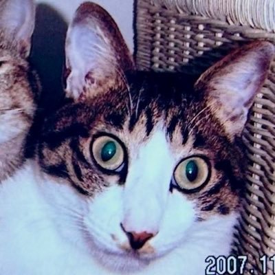 nasu_kosodate's profile picture